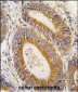 YARS2 Antibody (N-term)